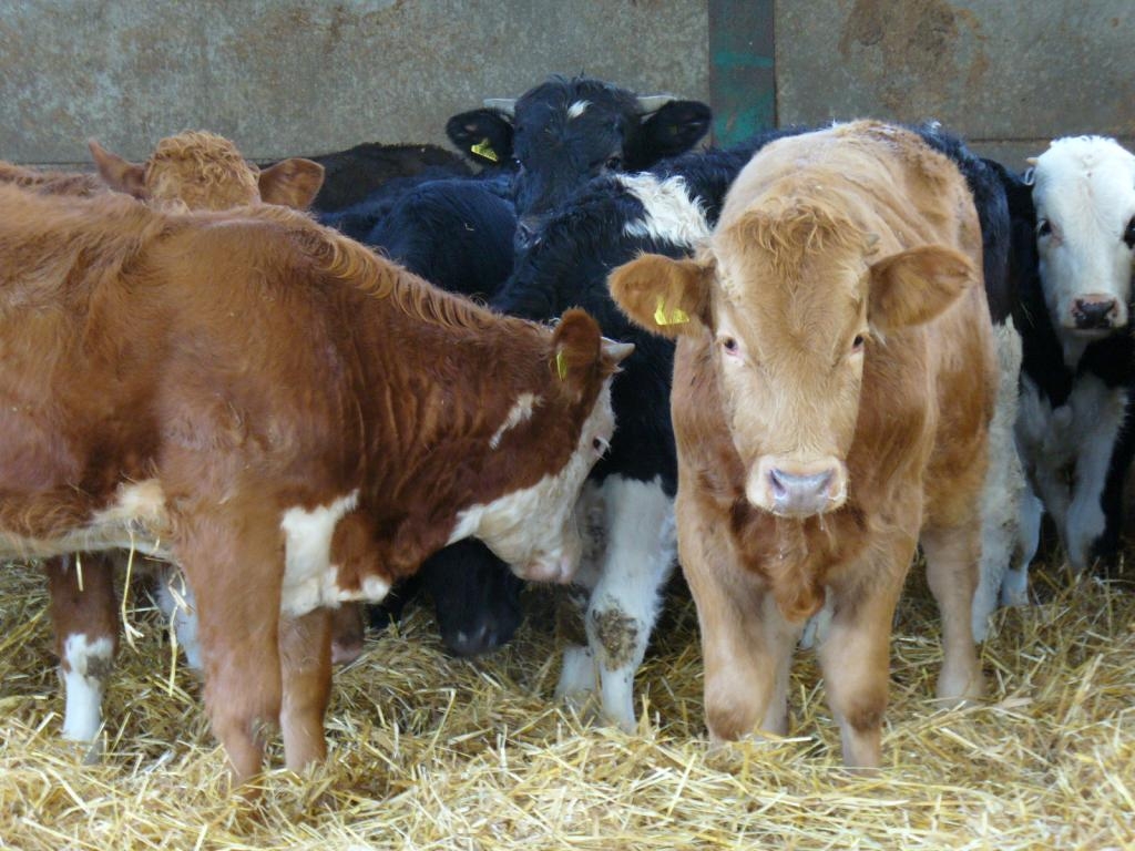 dairy-40-low-res[1]