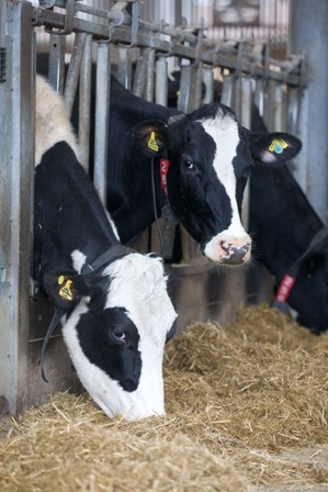 dairy cows